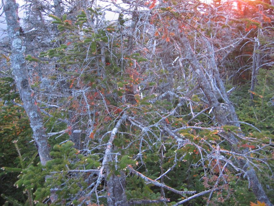 Evergreens at Dusk