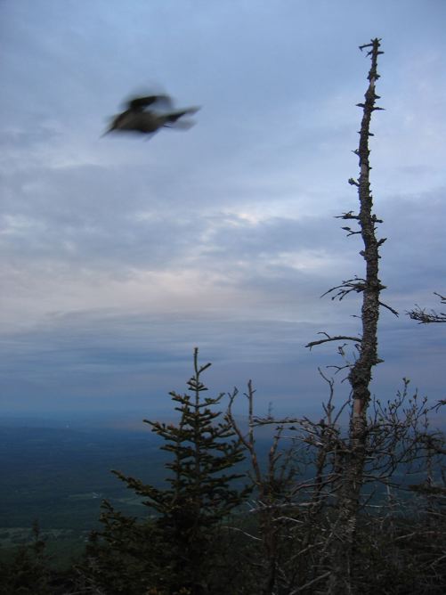 Gray Jay at Dawn