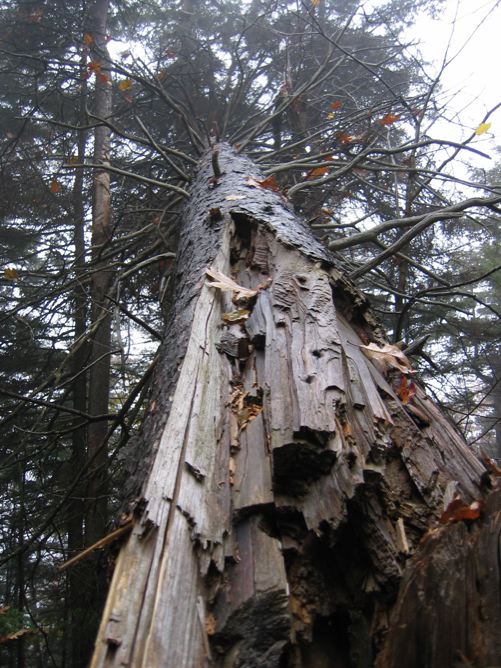 Fallen Tree