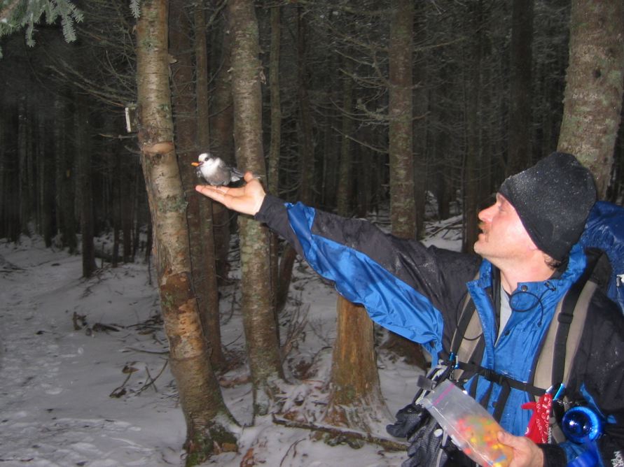 Mark and a Gray Jay (Canada Jay)