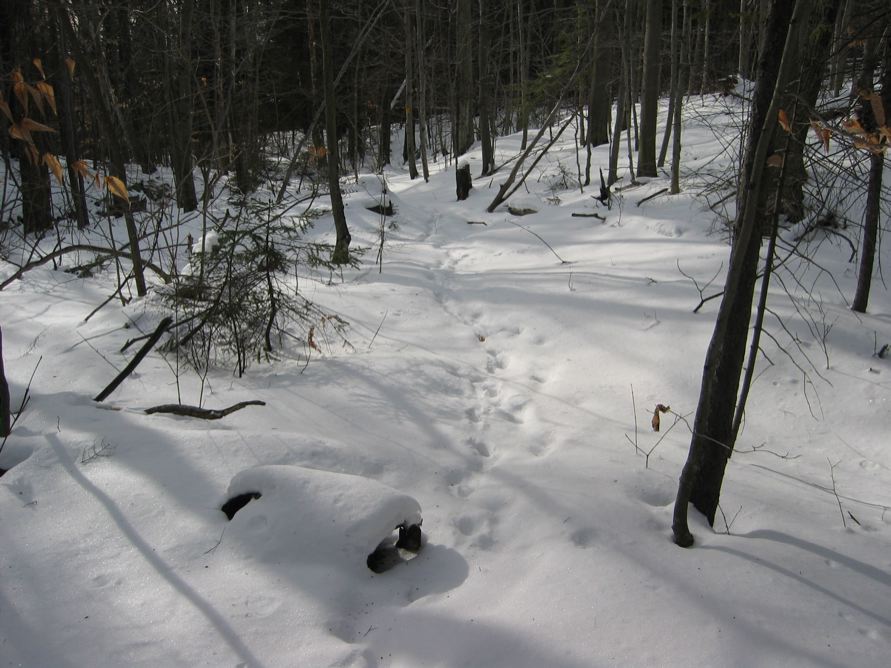 Tracks, at Mt. Monadnock, NH